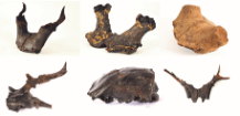 Modified red deer crania that were discovered during the 2013-2015 field seasons at Star Carr (credit: Elliot et al. 2019)